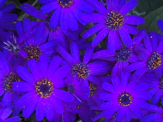 close up of blue flowers