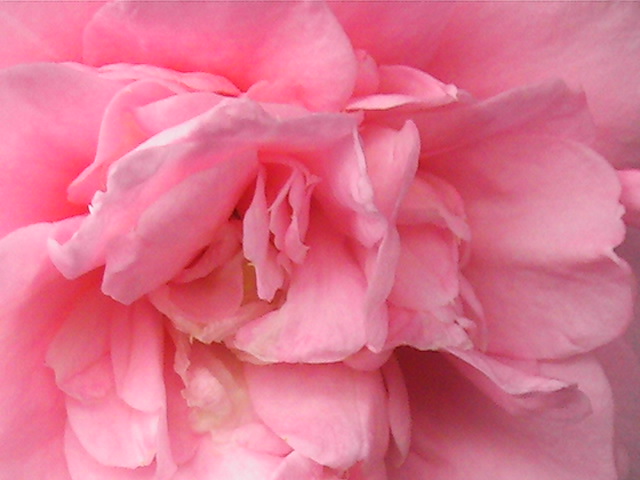 close up image of a rose